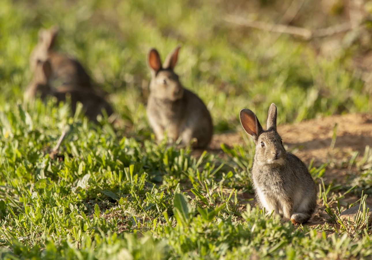 Group of cute bunnies in a green grassy field A group of cute bunnies in a green grassy field